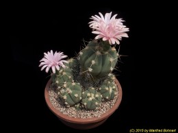 Gymnocalycium horstii v. bueneckeri 205